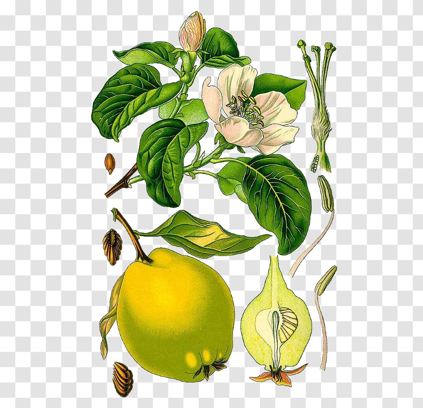 Botanical Illustration Quince Botany Name - Plant Transparent PNG