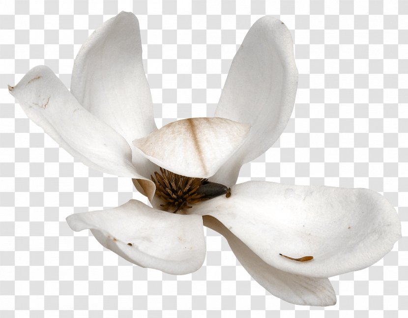 Flowering Plant Petal - Flower - Iris Transparent PNG