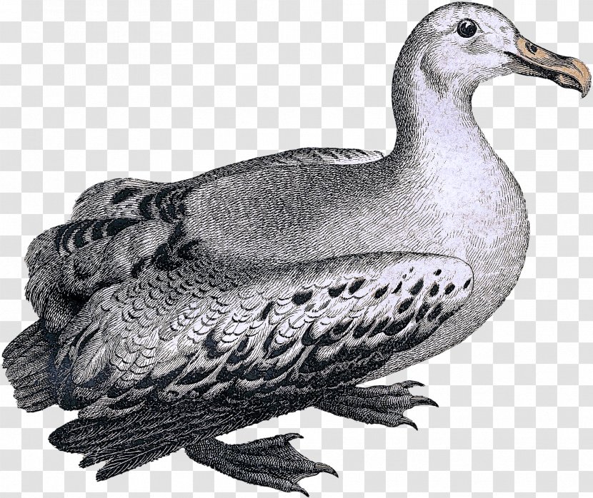 Bird Pigeons And Doves Beak Rock Dove Hunting Decoy - Stock Water Transparent PNG