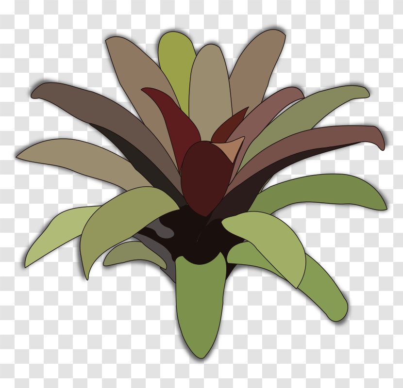 Bromelia Plant Clip Art - Petal - Flower Transparent PNG