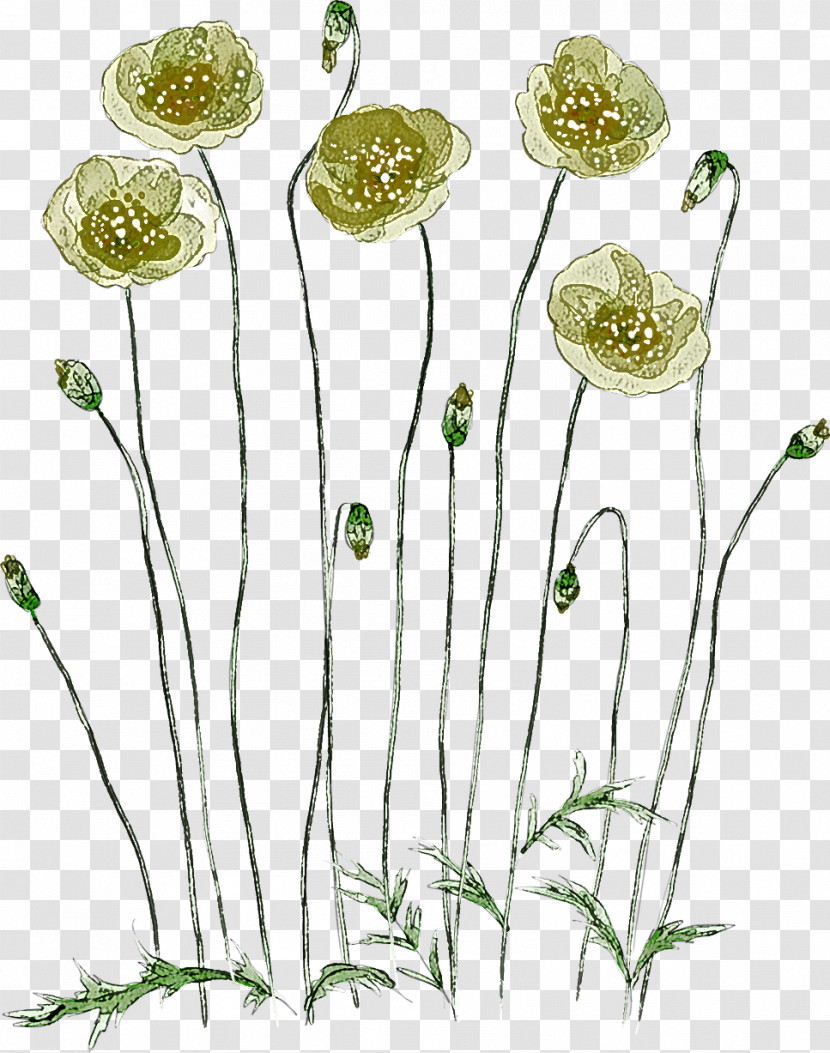 Plant Flower Pedicel Plant Stem Chamomile Transparent PNG