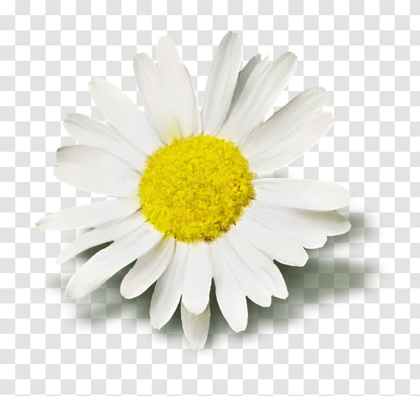 Oxeye Daisy Maykopskiy Sadovyy Tsentr 