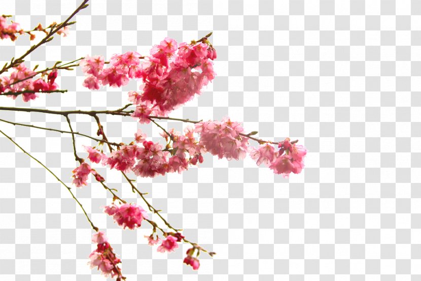 Cherry Blossom Flower Branch - Flowering Plant Transparent PNG