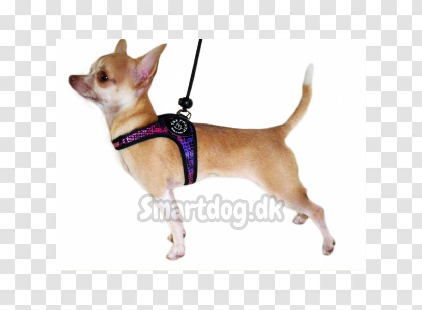 Chihuahua Puppy Yorkshire Terrier Dog Breed Harness - Toy Transparent PNG