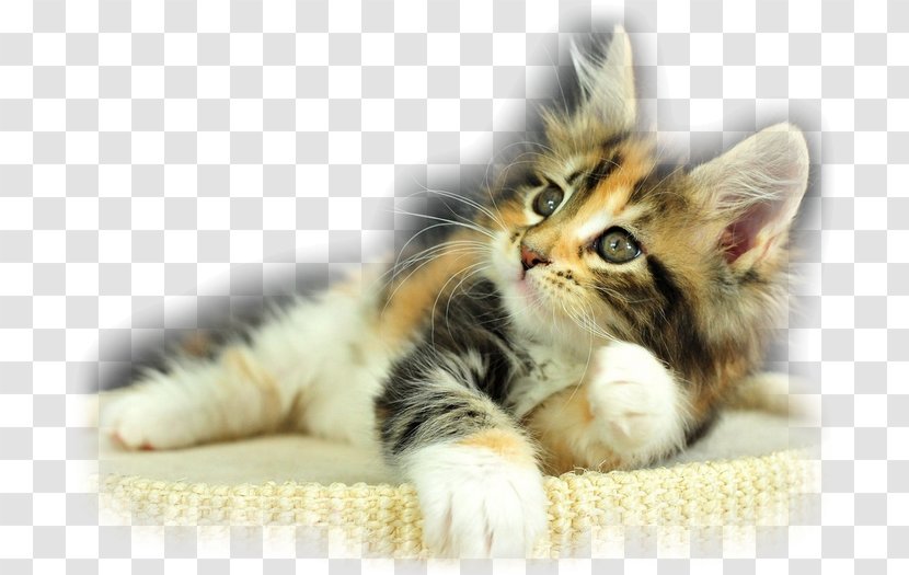 Kitten Maine Coon Dog Calico Cat Black - Domestic Short Haired Transparent PNG
