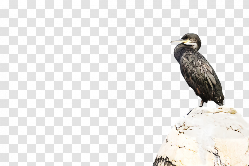 Bird Beak Bird Of Prey Vulture Wildlife Transparent PNG