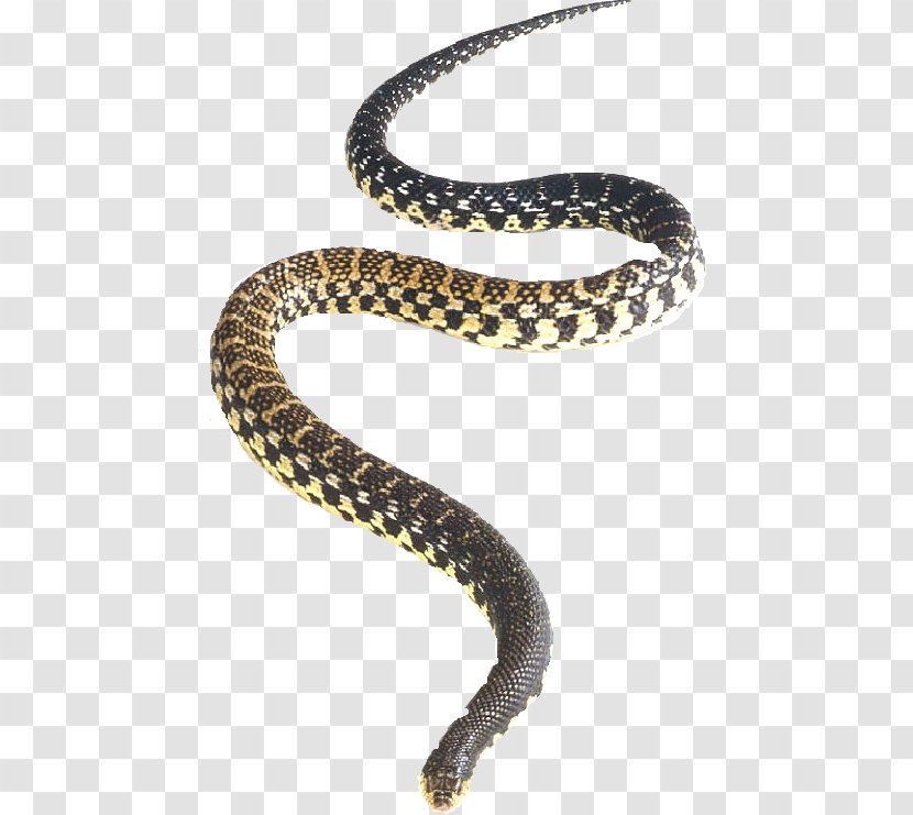Northern Redbelly Snake Rattlesnake Eastern Hognose - Chain - Vector Transparent PNG