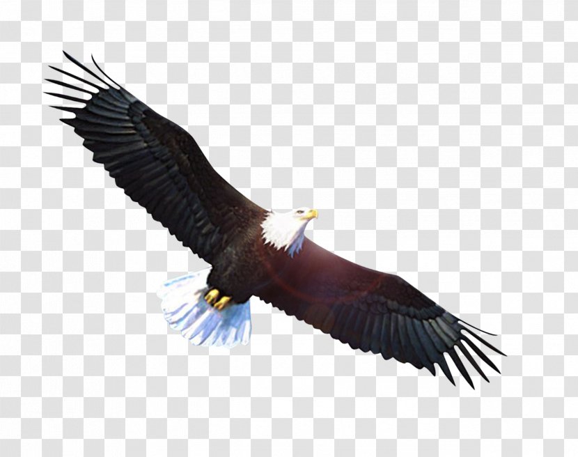 Bald Eagle Vulture - Hawk Transparent PNG
