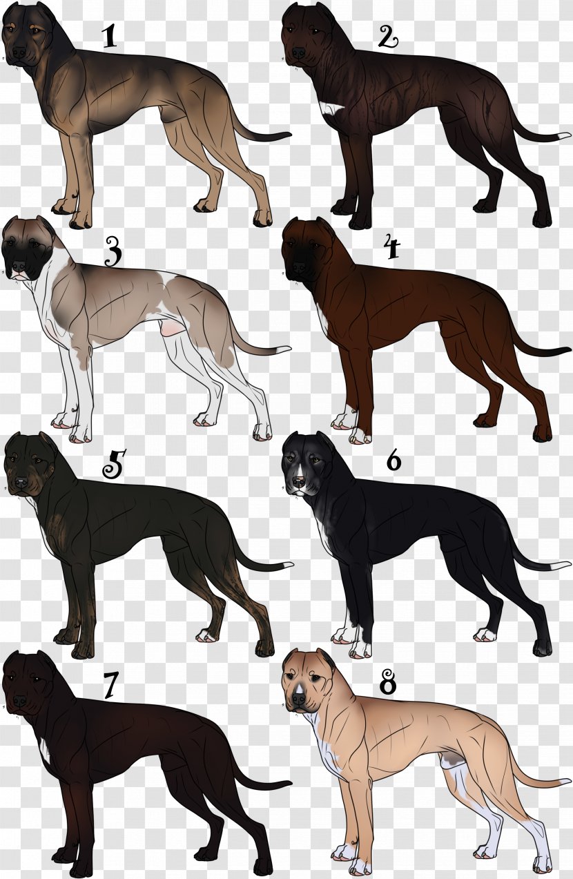 Italian Greyhound Spanish Whippet Sloughi - Crossbreed - American Bull Transparent PNG