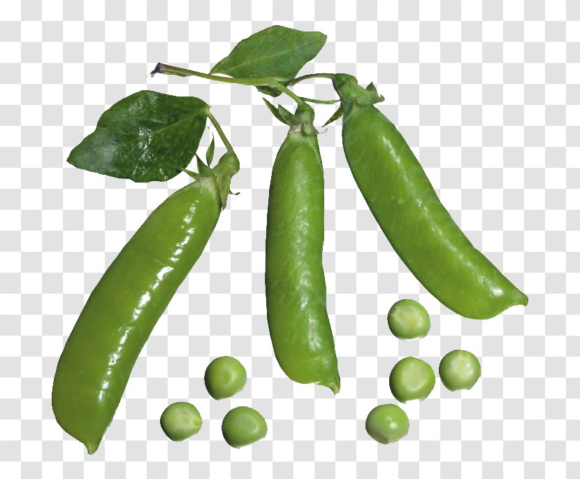 Pea Vegetable Clip Art - Common Bean - Pod And Peas Transparent PNG