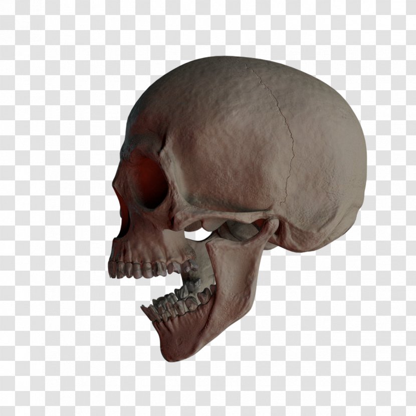 Skull Bone - Organism - Skulls Transparent PNG