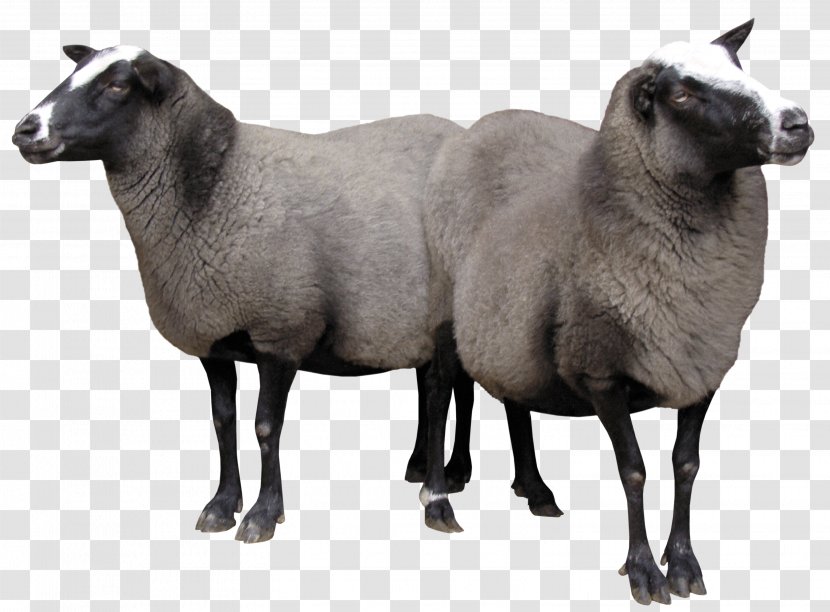 Sheep Goat - Sheeps Picture Transparent PNG