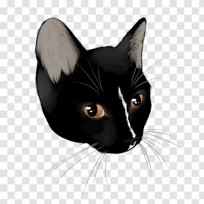 Black Cat Bombay American Wirehair Havana Brown Kitten Transparent PNG