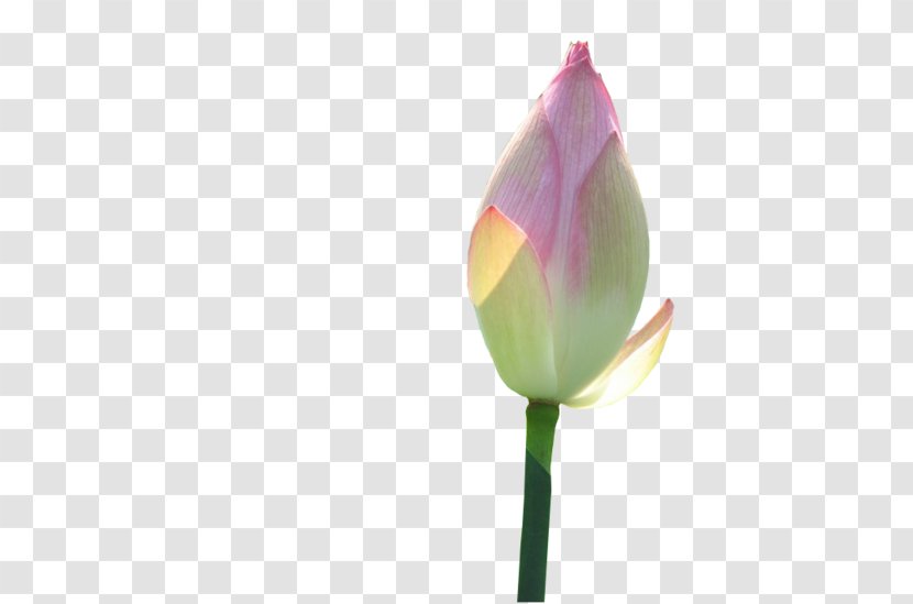 Rosaceae Tulip Plant Stem Bud Wallpaper - Flower - Lotus Transparent PNG