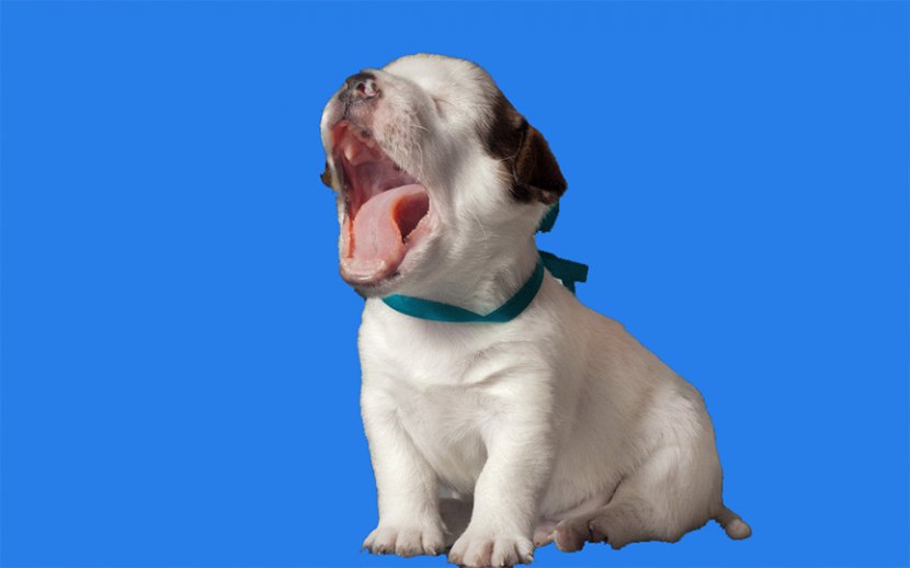 Puppy Night Humour - Morning - Sleepy Transparent PNG