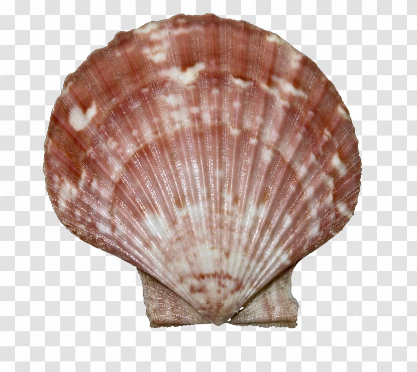 Seashell Queen Scallop Bivalvia Wikipedia Great - Clams Oysters Mussels And Scallops Transparent PNG