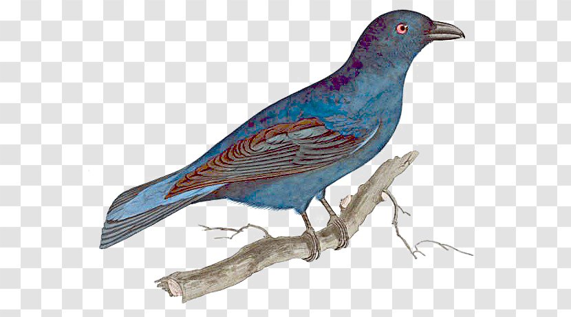 Asian Fairy-bluebird The Mountain Bluebird Blue Jay - Bluebirds - Bird Transparent PNG