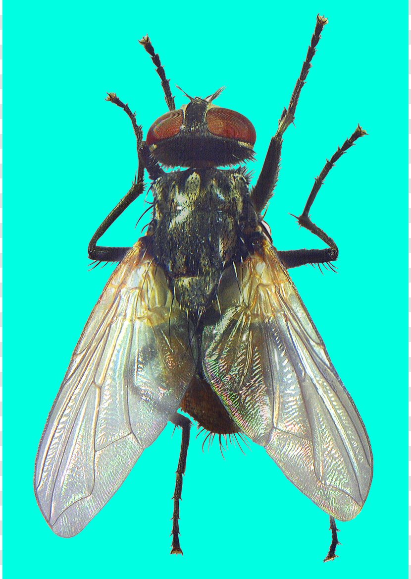 Insect Bird Flight Arthropod Fly River - Pollinator Transparent PNG