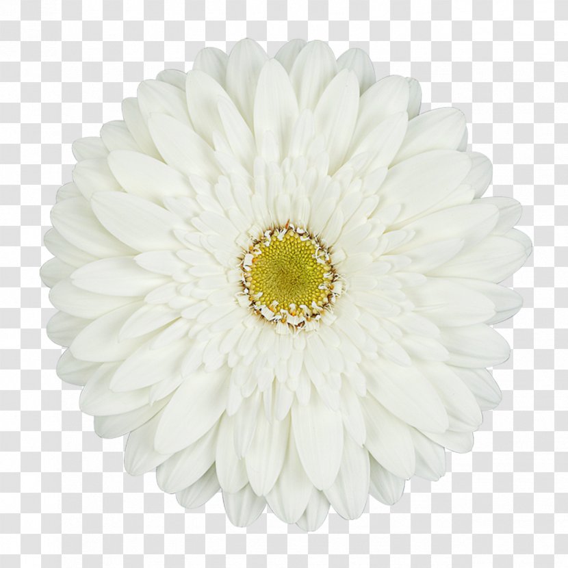 Common Daisy Transvaal Cut Flowers White - Yellow - Flower Transparent PNG