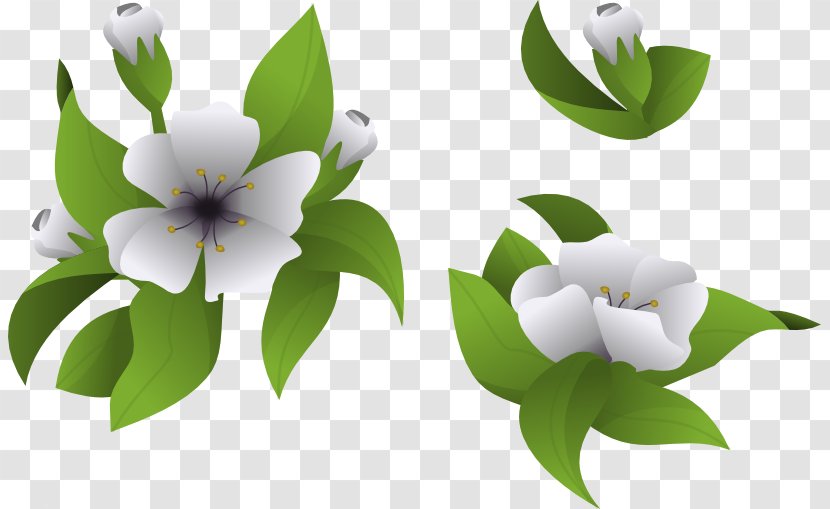 Flowering Plant Desktop Wallpaper Clip Art - Petal - Team Cherry Transparent PNG