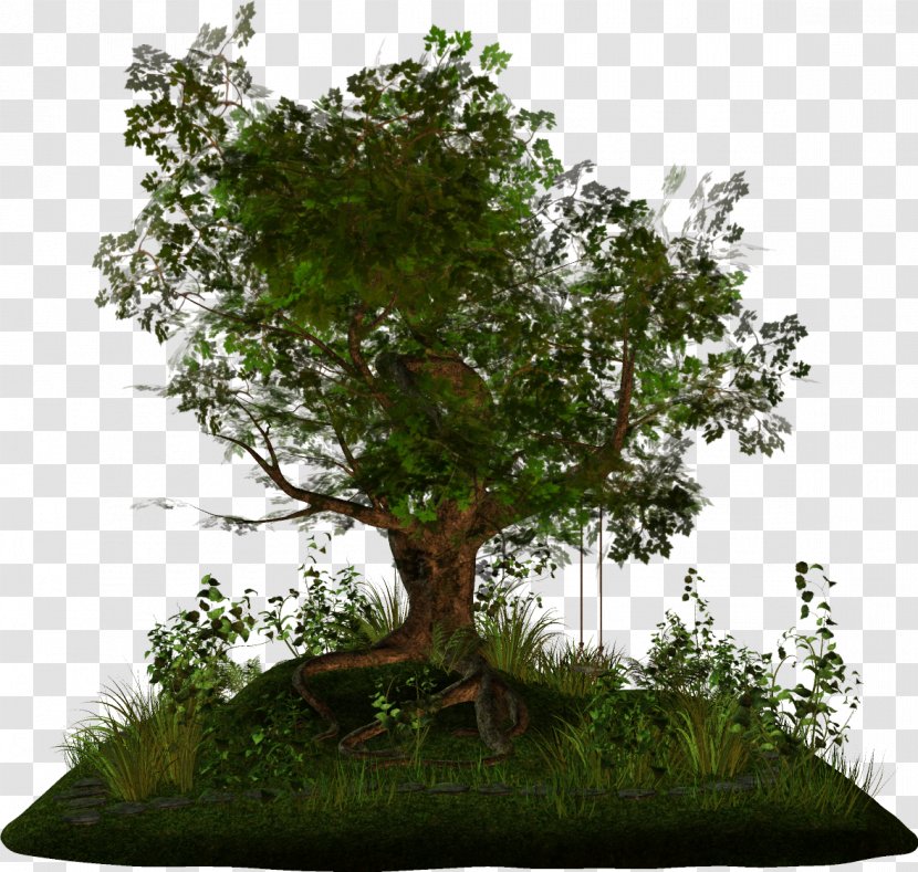 Tree Arecaceae Branch Bonsai - Time - Fir-tree Transparent PNG