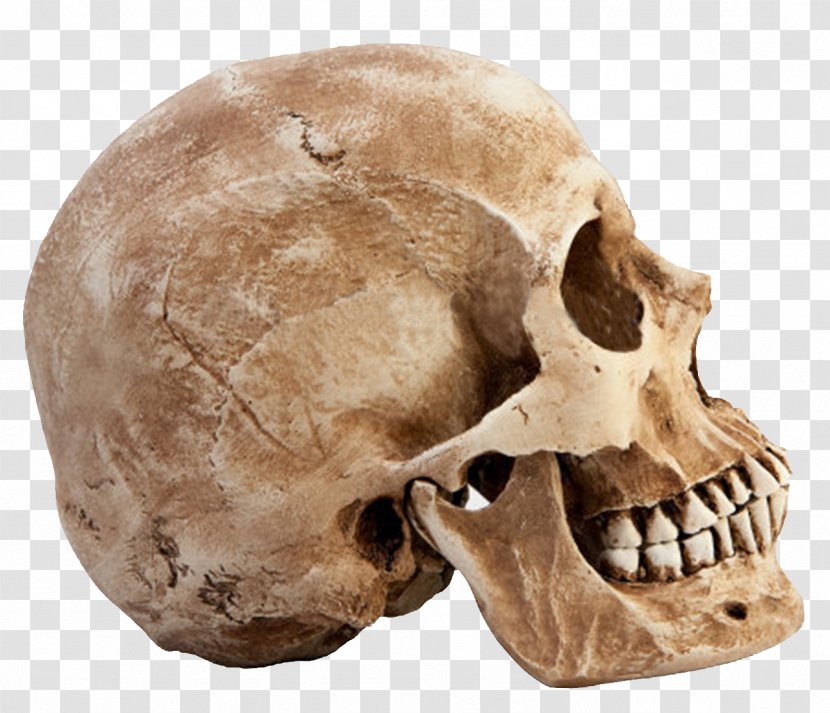 Human Skull Bone Euclidean Vector - Stock Photography - Transparent Images Transparent PNG