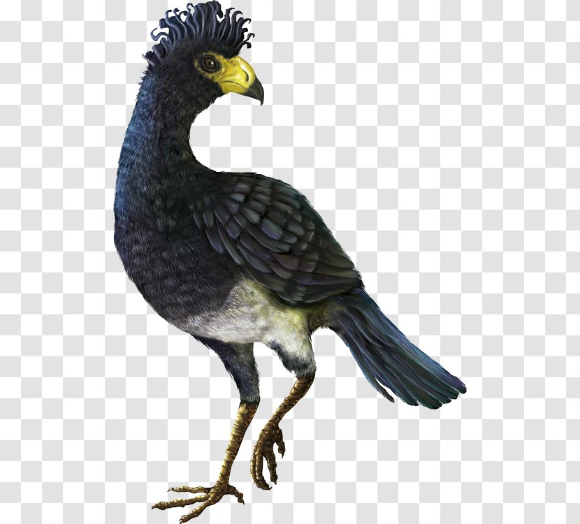 El Paujil Biodiversity Nature Blue-billed Curassow Protected Area - Organism - Beak Transparent PNG