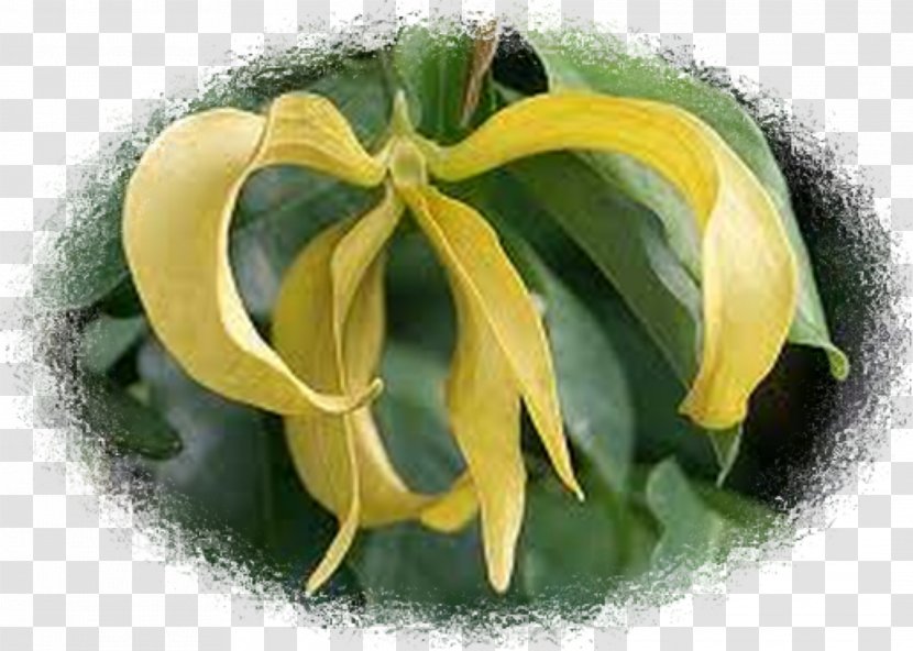 Cananga Odorata Chanel No. 5 Desmos Chinensis Plant Essential Oil - Medicinal Plants - Ylang Transparent PNG