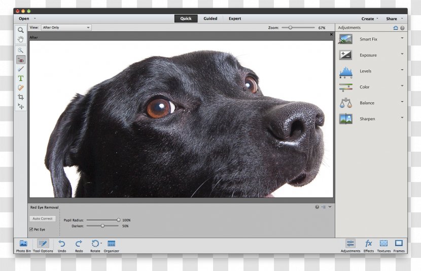 Labrador Retriever Puppy Sporting Group Dog Breed Snout - Canidae - Glare Elements Transparent PNG