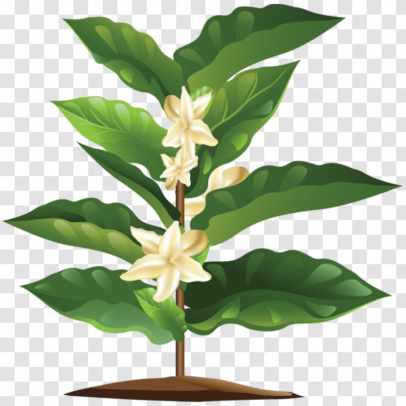 Organic Coffee Coffea Plant Flower - Flowerpot Transparent PNG