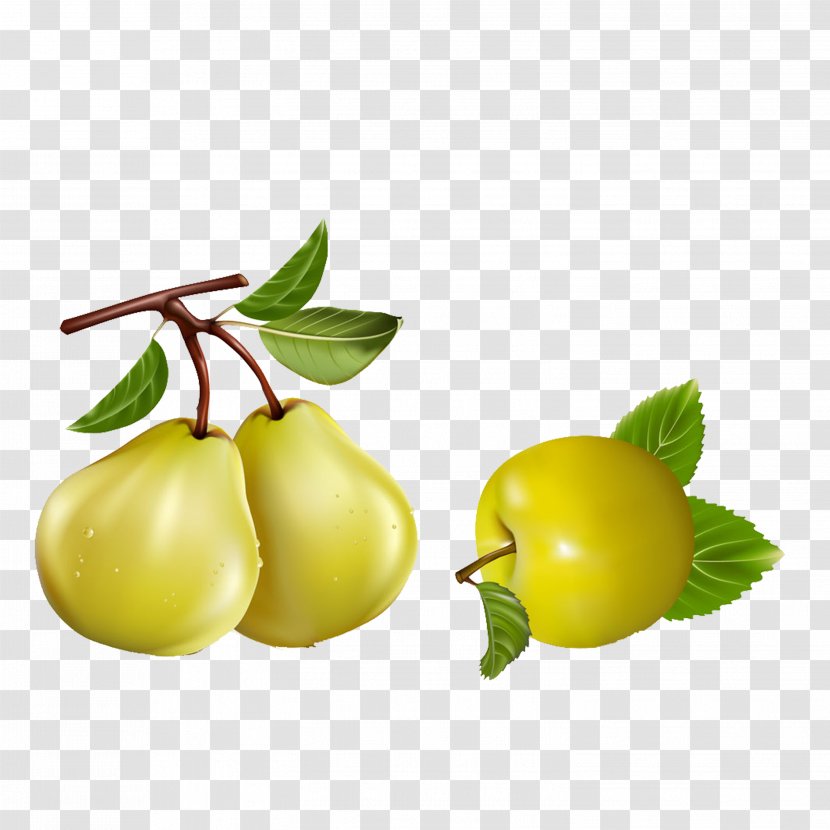 Asian Pear Pyrus Nivalis Apple Fruit Transparent PNG