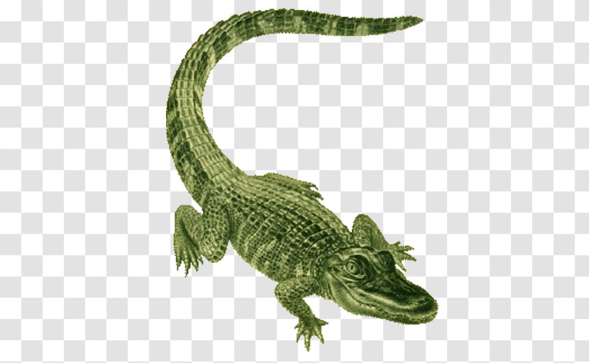 Reptile Alligator Crocodilia Crocodile Saltwater - Nile - American Transparent PNG