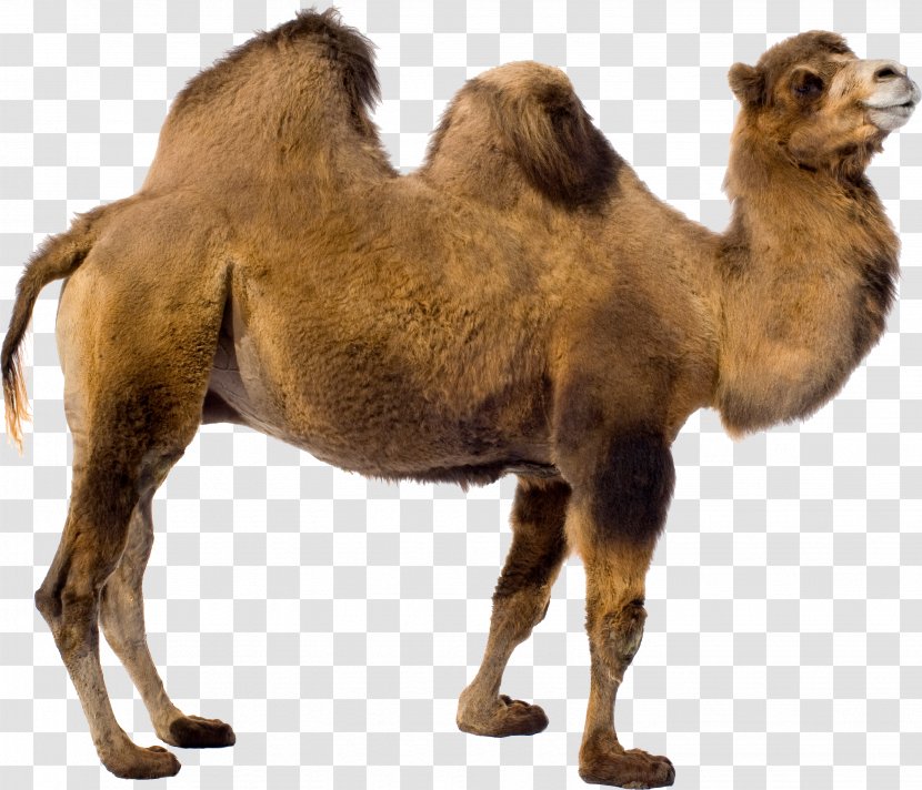 Dromedary Bactrian Camel - Mammal Transparent PNG