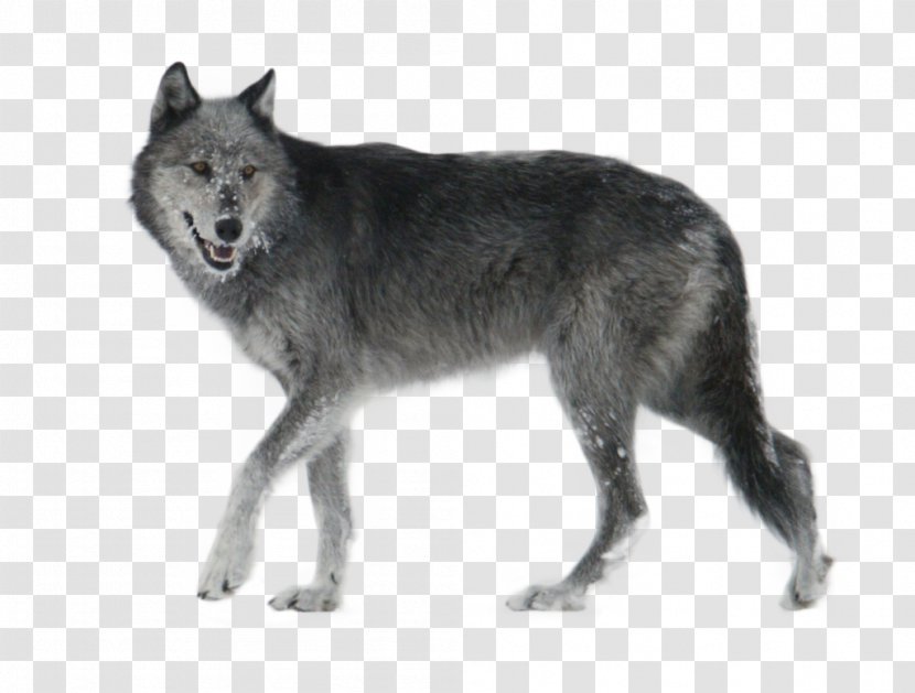 Czechoslovakian Wolfdog Seppala Siberian Sleddog Kunming Saarloos Coyote - Fur - Wolf Transparent PNG