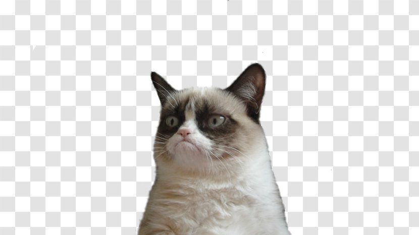 Grumpy Cat Kitten Mug Domestic Short-haired - Cartoon Transparent PNG