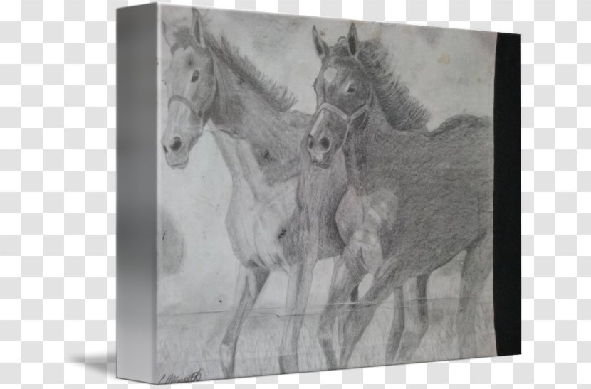 Mustang Stallion Drawing Monochrome Photography - Galloping Horse Transparent PNG