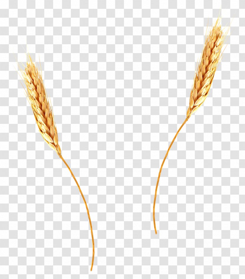 Common Wheat Emmer Cereal Download - Plant Transparent PNG
