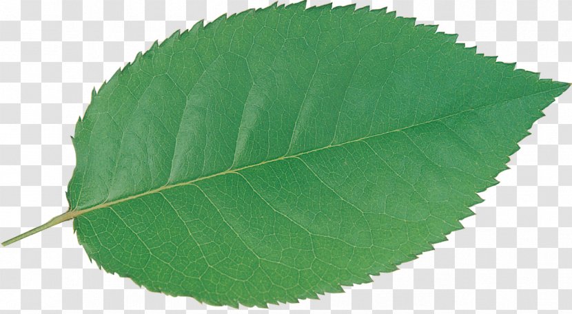 Plant Green Leaf - Leaves Transparent PNG