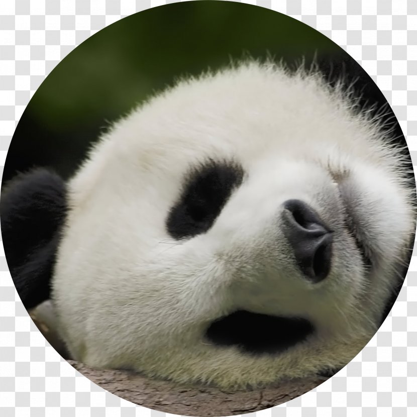 Giant Panda Bear Baby Pandas Desktop Wallpaper 1080p - Computer - Art Transparent PNG