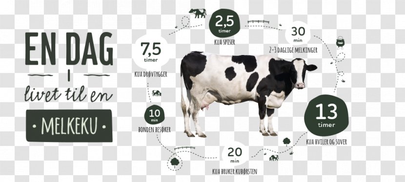 Dairy Cattle How Cows Make Milk Baka Quality - Gir Cow Transparent PNG