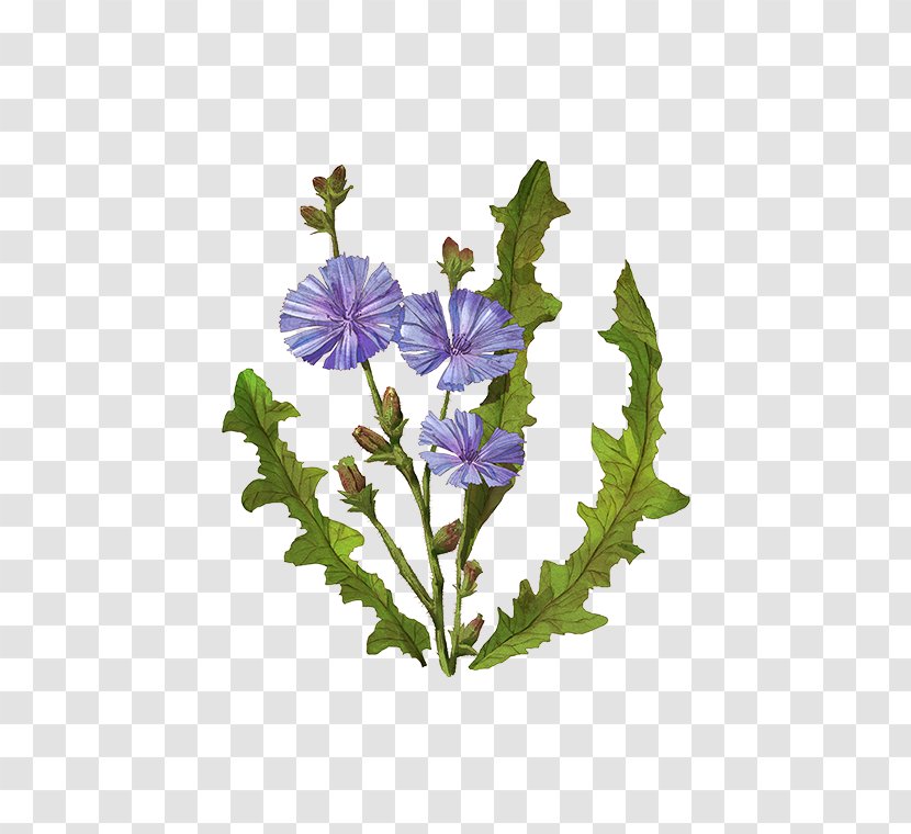 Chicory Coffee Plants Baby Food - Cartoon - Root Transparent PNG