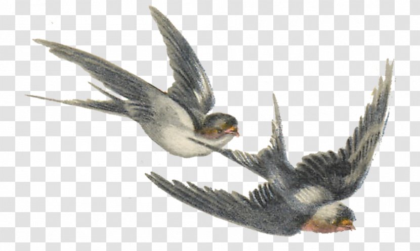 Bird Swallow - Animal - Illustrations Transparent PNG