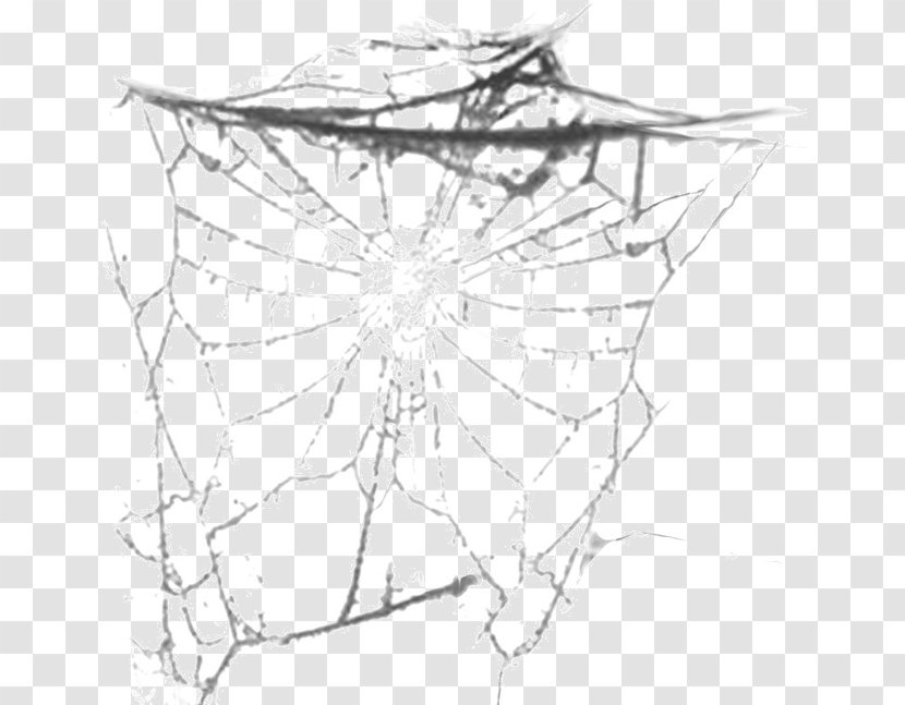 Spider Photography Paper Pattern - Easter - Black And White Web Transparent PNG
