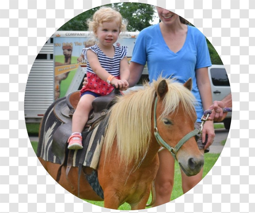 Mane Pony Ride Halter Mustang - Play - Perfect Childhood Summer Privilege Transparent PNG