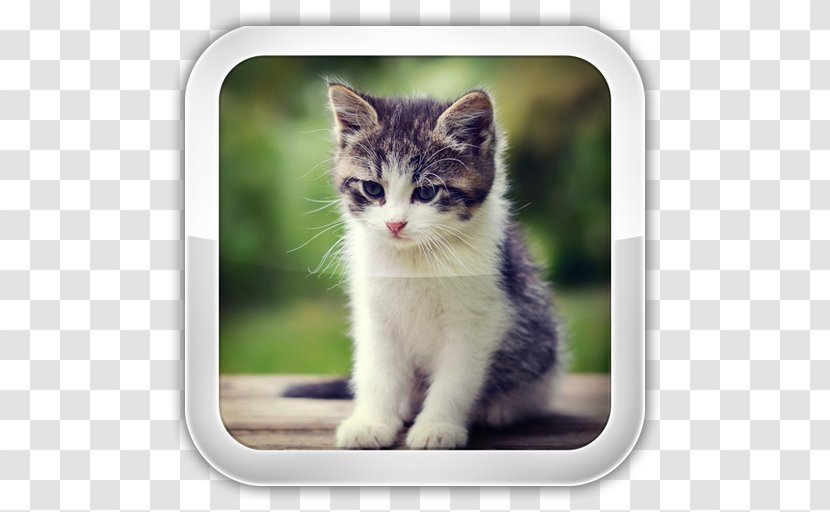 Kitten American Bobtail Cat Food Japanese Pet Transparent PNG