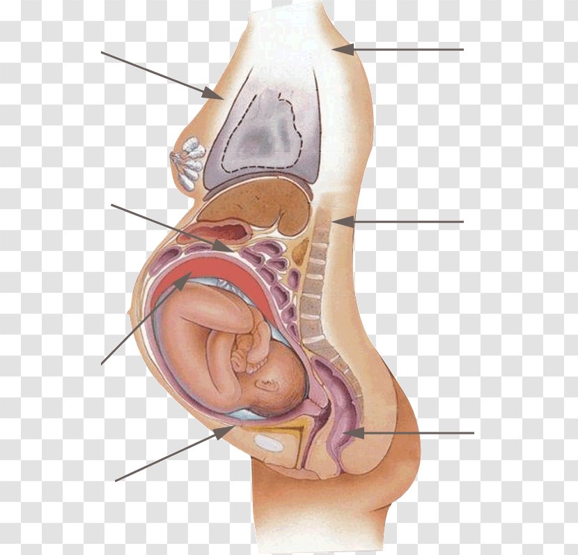 Smoking And Pregnancy Menstruation Abdominal Pain Menstrual Cycle - Watercolor - Stool Transparent PNG