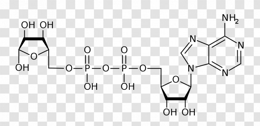 Adenosine Diphosphate Ribose Triphosphate - Area Transparent PNG