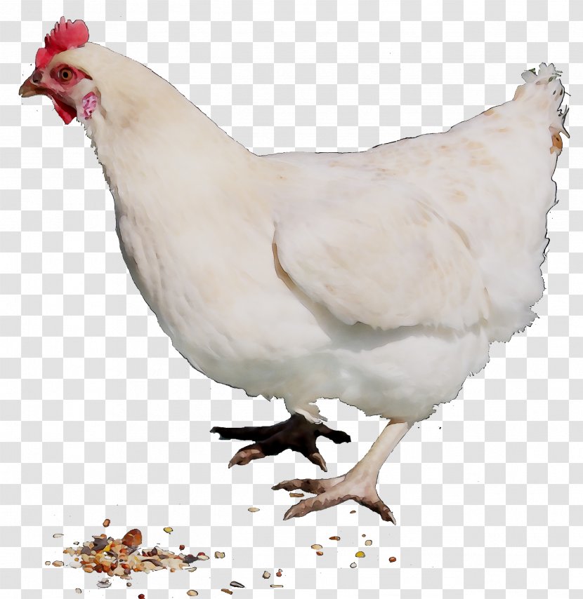 Chicken Rooster Cairo Poultry Disease - Beak Transparent PNG