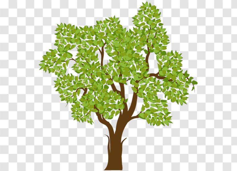 Tree - Plane Family - Twig Transparent PNG