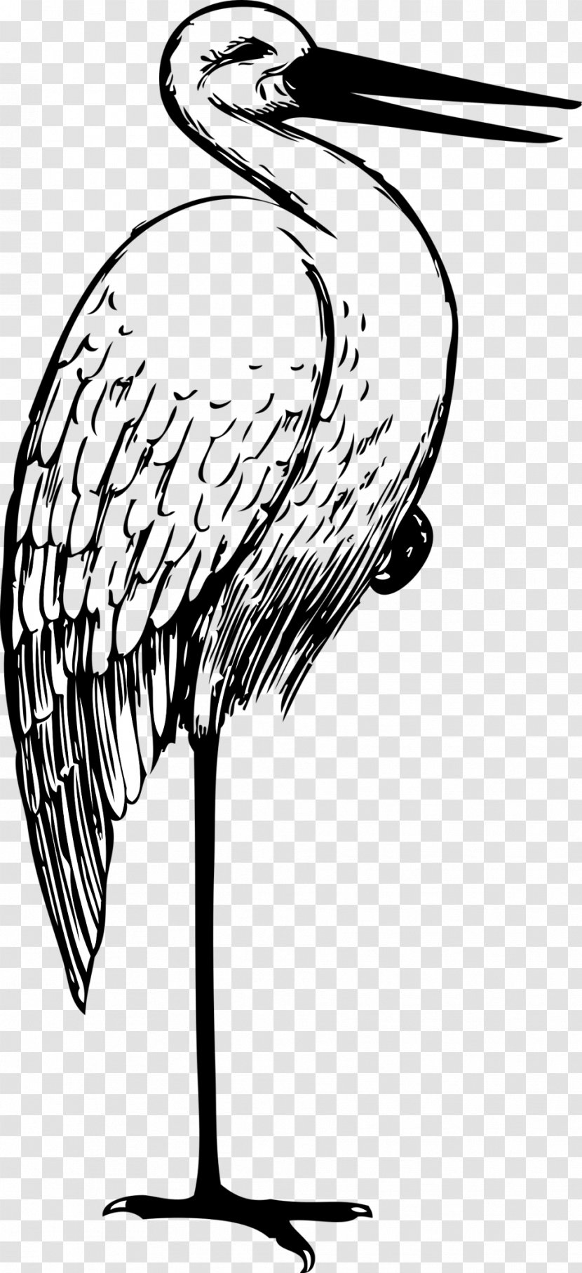 White Stork Clip Art - Branch Transparent PNG